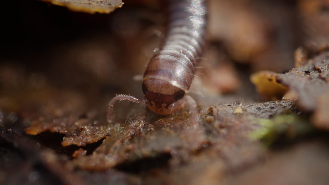 fotografía macro de cerca de la cabeza de un milpiés con antenas en hojas marrones