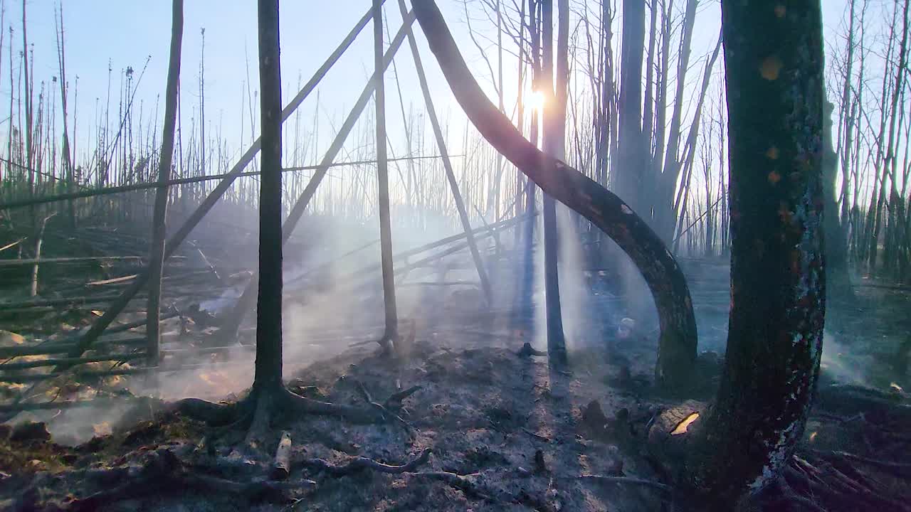 bosque que ha sido afectado por un incendio reciente