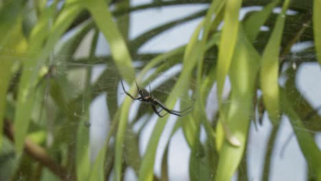 cerca de la araña de jardín amarillo estacionaria en su red