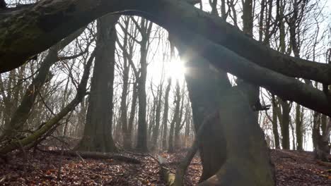 closeup shaded woodland forest tree trunks, sunshine reveal through autumn branches