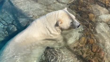 oso polar sentado en el agua en las rocas extendidas mirando a su alrededor