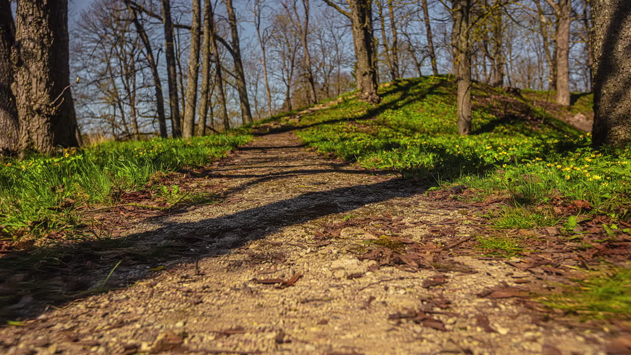 lapso de tiempo de una tranquila escena de bosque de campo de primavera y un camino de campo con hierba verde y flores y árboles amarillos en el fondo