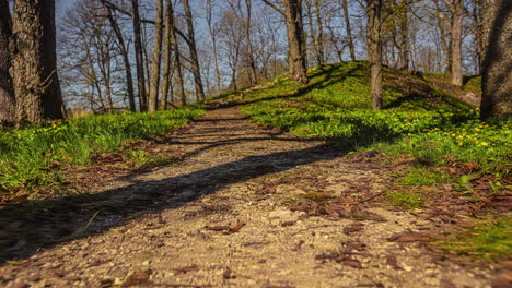 Lapso-De-Tiempo-De-La-Tranquila-Escena-Del-Bosque-Del-Campo-De-Primavera-Y-El-Camino-Del-Campo-Con-Hierba-Verde-Y-Flores-Amarillas-Y-árboles-En-El-Fondo