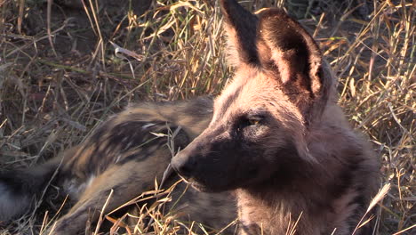 Nahaufnahme-Eines-Afrikanischen-Wildhundes,-Der-Im-Hohen-Trockenen-Gras-Unter-Der-Heißen-Afrikanischen-Sonne-Ruht