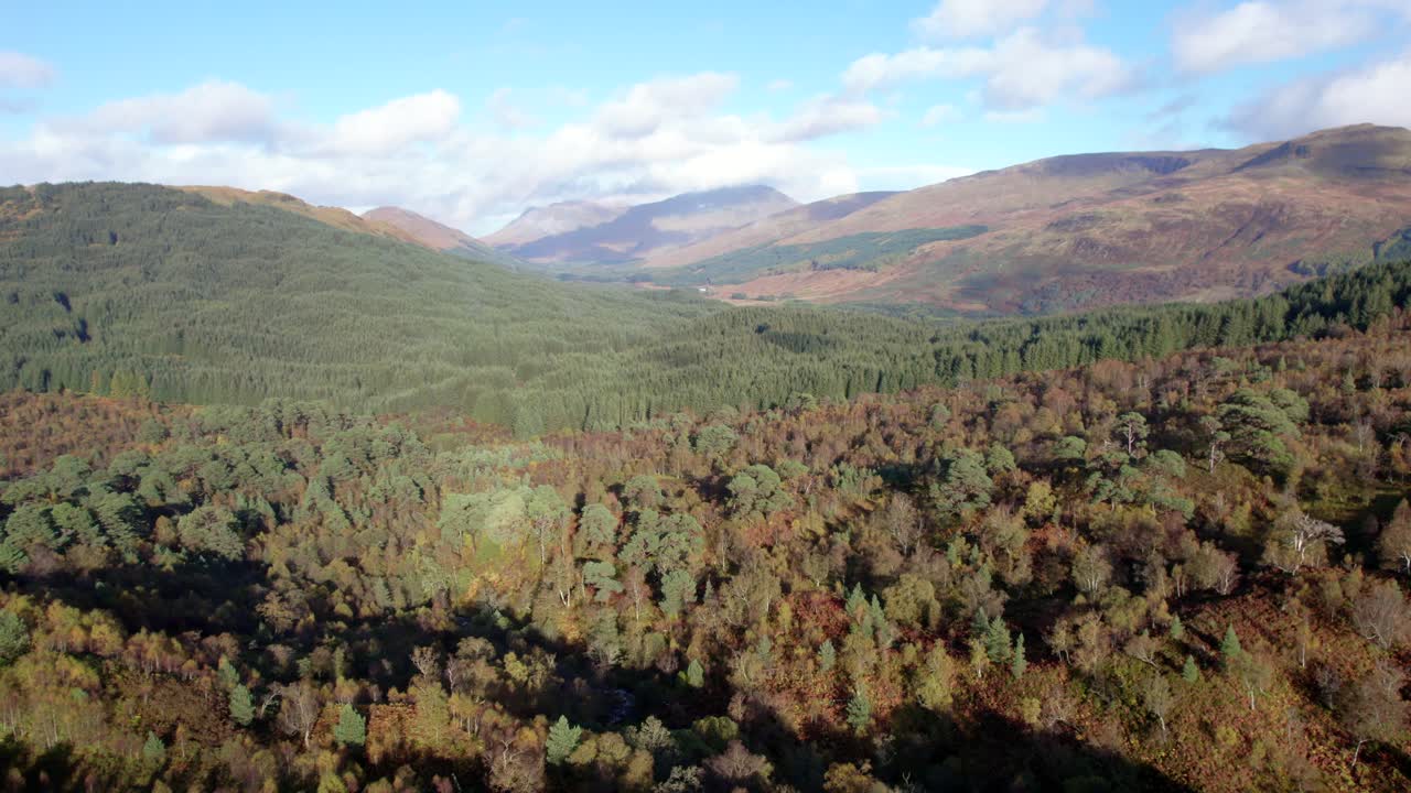 무인 항공기는 언덕이 많은 풍경 사이에 설정된 임업 농장에서 완전한 가을 색의 자작 나무 숲과 외래종 침엽수 벽 위로 뒤로 높이 날아갑니다.