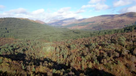 A-drone-flies-backwards-high-above-a-forest-of-native-birch-trees-in-full-autumn-colour-and-a-wall-of-non-native-conifers-in-a-forestry-plantation-set-amongst-a-hilly-landscape