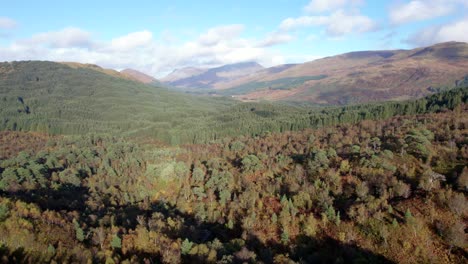 un dron vuela hacia atrás por encima de un bosque de abedules nativos en pleno color otoñal y una pared de coníferas no nativas en una plantación forestal ubicada entre un paisaje montañoso
