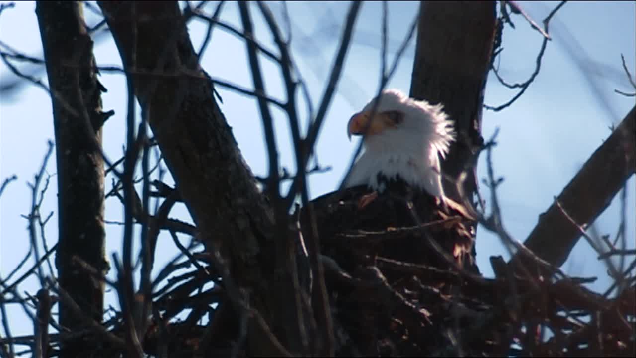 Adult Bald Eagle (Haliaeetus Leucocephalus) In Nest Osprey (Pandion Haliaetus) In Tree Takes Off Osprey Flying