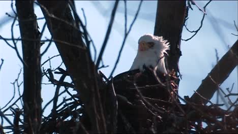 adult bald eagle (haliaeetus leucocephalus) in nest osprey (pandion haliaetus) in tree takes off osprey flying