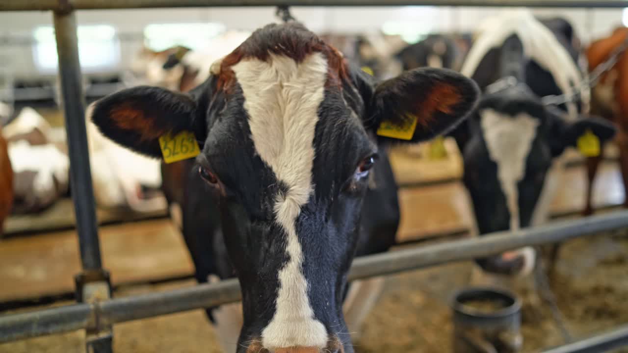 Beautiful black and white cow in a farm barn. Dairy cow standing in a cowshed. Farming concept of bio production. Close-up.