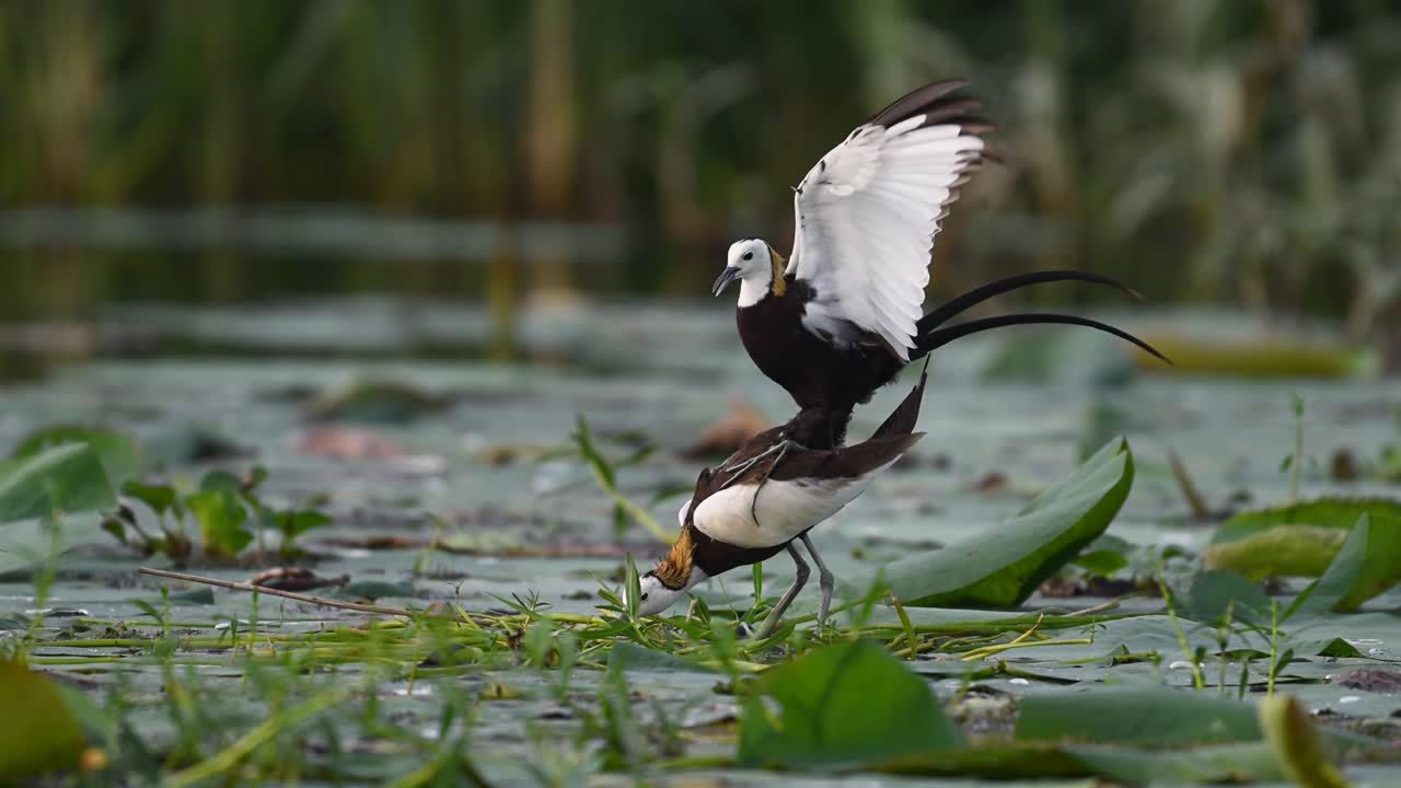 Exotic Jacana captured in natural mating position during breeding season in wetland pond
