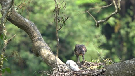 Ein-Javanischer-Habichtsadler-Beobachtet-Die-Bewegungen-Seiner-Jungen-Im-Nest