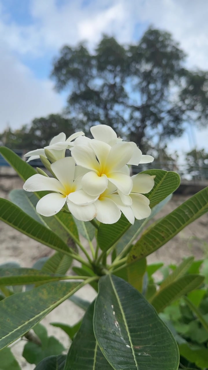 Primo piano di fiori bianchi di plumeria che sbocciano in un giardino tropicale