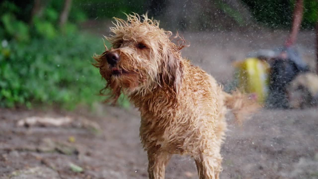 toma en cámara lenta de un perro goldendoodle sacudiéndose después de entrar al río en medio del bosque