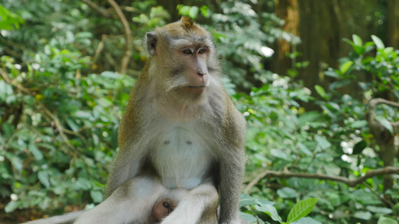 cerca de mono rhesus salvaje mirando a lo lejos