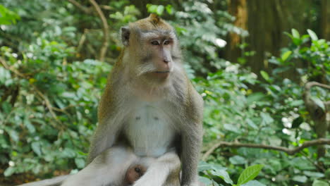 close up of wild rhesus monkey staring off in the distance