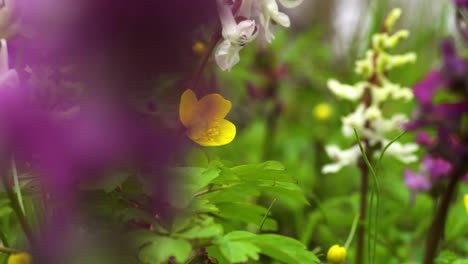 yellow wood anemone emerging from behind blurred purple flower of corydalis cava