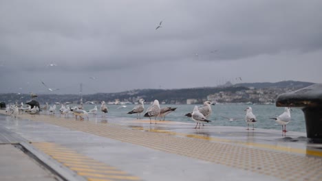 seagulls on a dock with a cityscape in the background