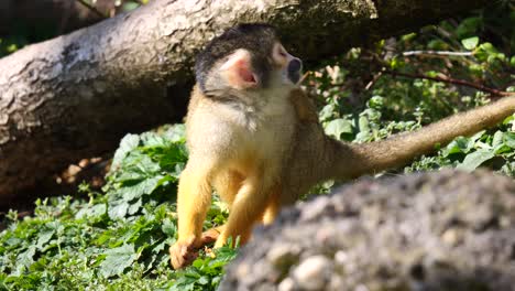 Gemeiner-Eichhörnchenaffe,-Der-In-Der-Wildnis-Ruht-Und-Sich-Umschaut---Springt-In-Zeitlupe