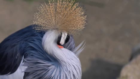el pájaro grulla limpiando las partes del cuerpo a fondo en un día soleado