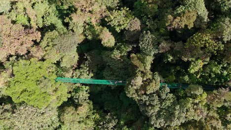 puente colgante en la jungla