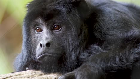 Extreme-close-up-of-a-lonely-Black-Howler-monkey-looking-at-camera