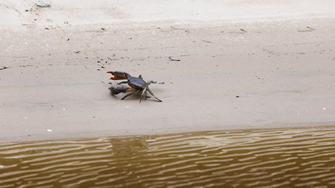 Crab traverses beach to reach water's edge