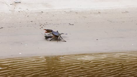 crab traverses beach to reach water's edge