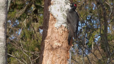 black woodpecker bird circles trunk of mature birch tree in forest