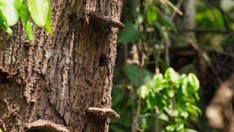 Black-and-buff-Woodpecker,-Meiglyptes-jugularis,-Khao-Yai-National-Park,-Thailand