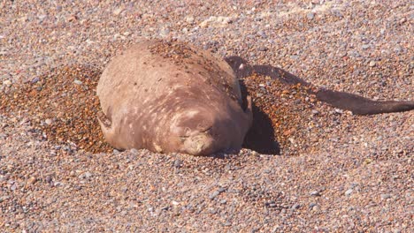 Weiblicher-See-Elefant-Schiebt-Sand-Mit-Ihren-Flossen-Hoch-Und-Legt-Den-Kühleren,-Nassen-Sand-Frei,-Um-Ihren-Welpen-In-Der-Prallen-Sonne-Zu-Bedecken