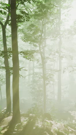 sunlight filtering through lush green trees in a serene forest atmosphere