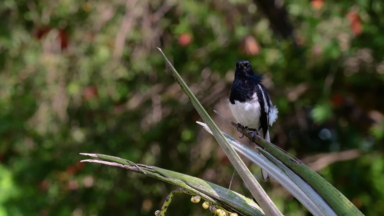 The Oriental magpie-robin is a very common passerine bird in Thailand in which it can be seen anywhere