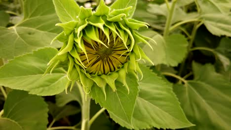 close-up young sunflowers, sunflower swaying in the wind