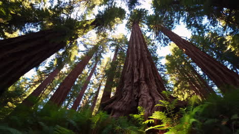 looking up at majestic redwood trees in a forest