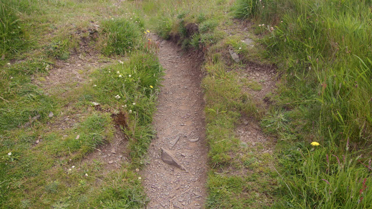 Narrow grassy path through a field