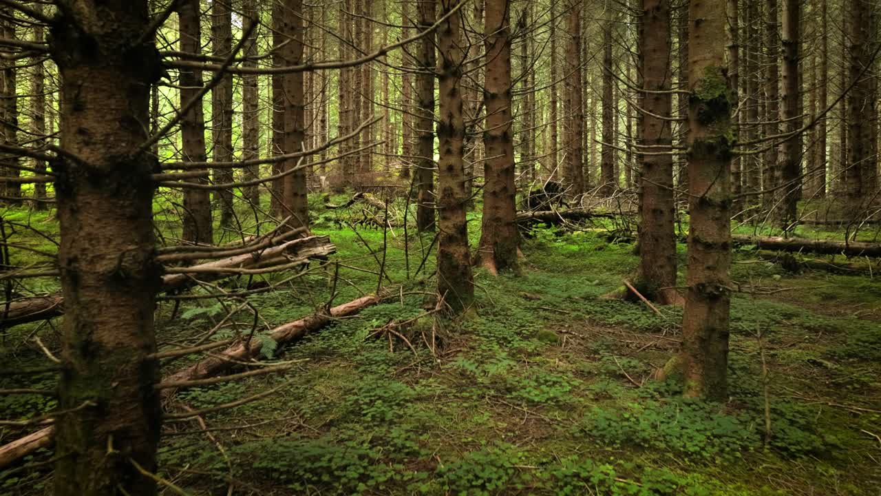 vista del bosque en noruega. hermosa naturaleza de noruega. la cámara se mueve de la primera persona a través de la matorral de un bosque de pinos.