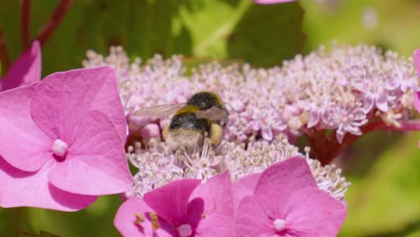 bumblebee pollinating pink hydrangea flowers