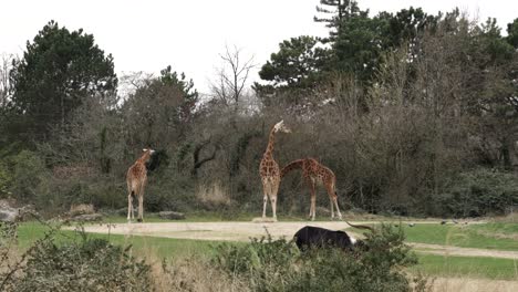 wild african animals, giraffes and antelope feeding on zoo park