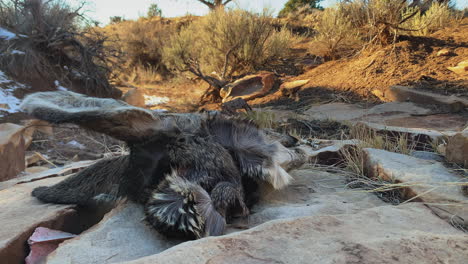 dead deer lying on the ground over forest landscape