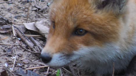 a cute cub of a red fox lies in the grass