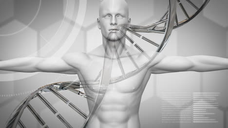animación de la hilatura de la cadena de adn y procesamiento de datos científicos sobre el cuerpo humano