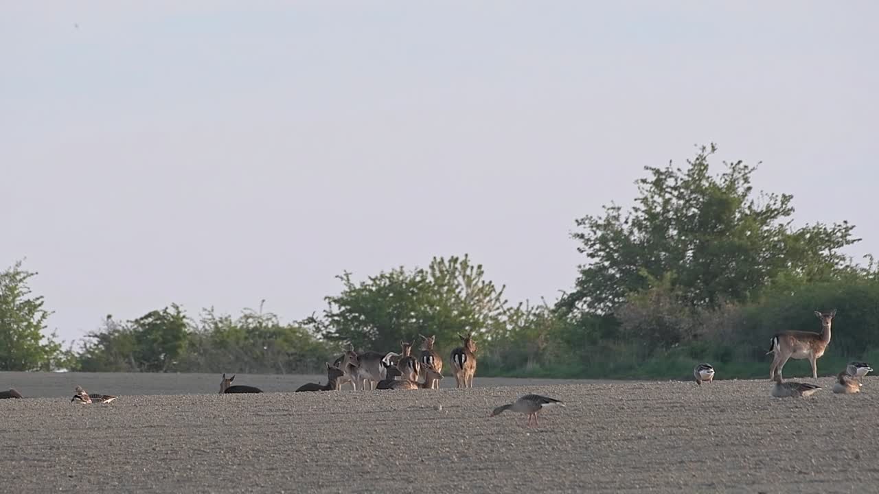 Wild natural area with deer grazing with geese video