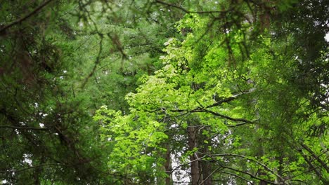 sunlit trees in big sur redwood forest