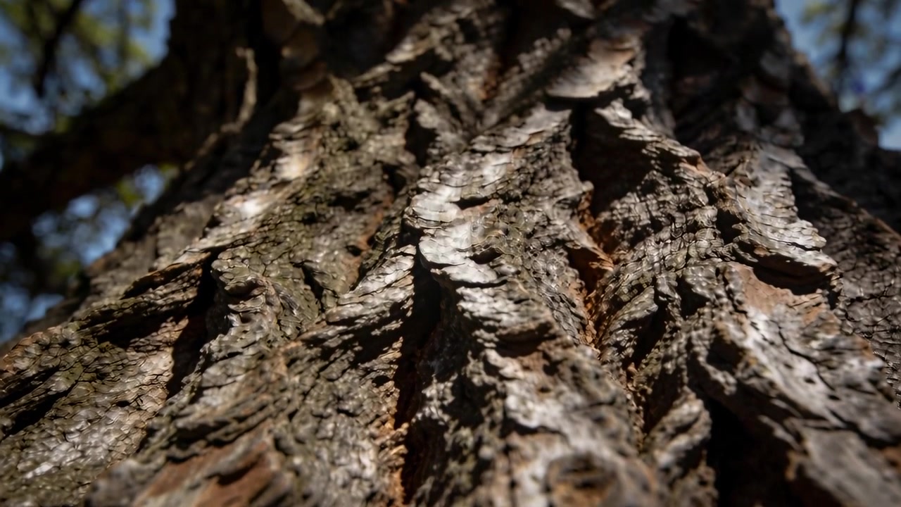 Tilting camera toward tree trunk in park, showing flaky bark and sunlit ridges to show texture