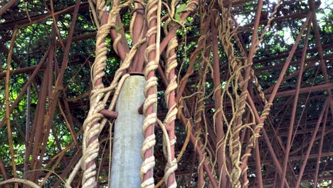 vines entwined around structure with hanging lanterns