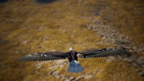 águia-calva americana em câmera lenta em voo sobre as montanhas do alasca