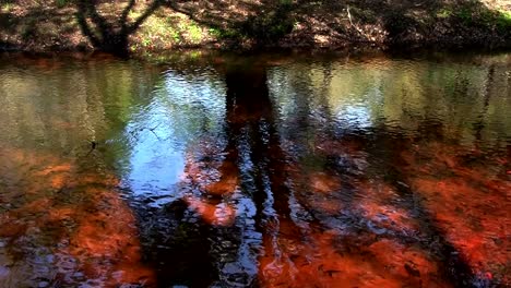 Schöne-Spiegelungen-Auf-Dem-Wasser-Eines-Sumpfes-In-Den-Everglades