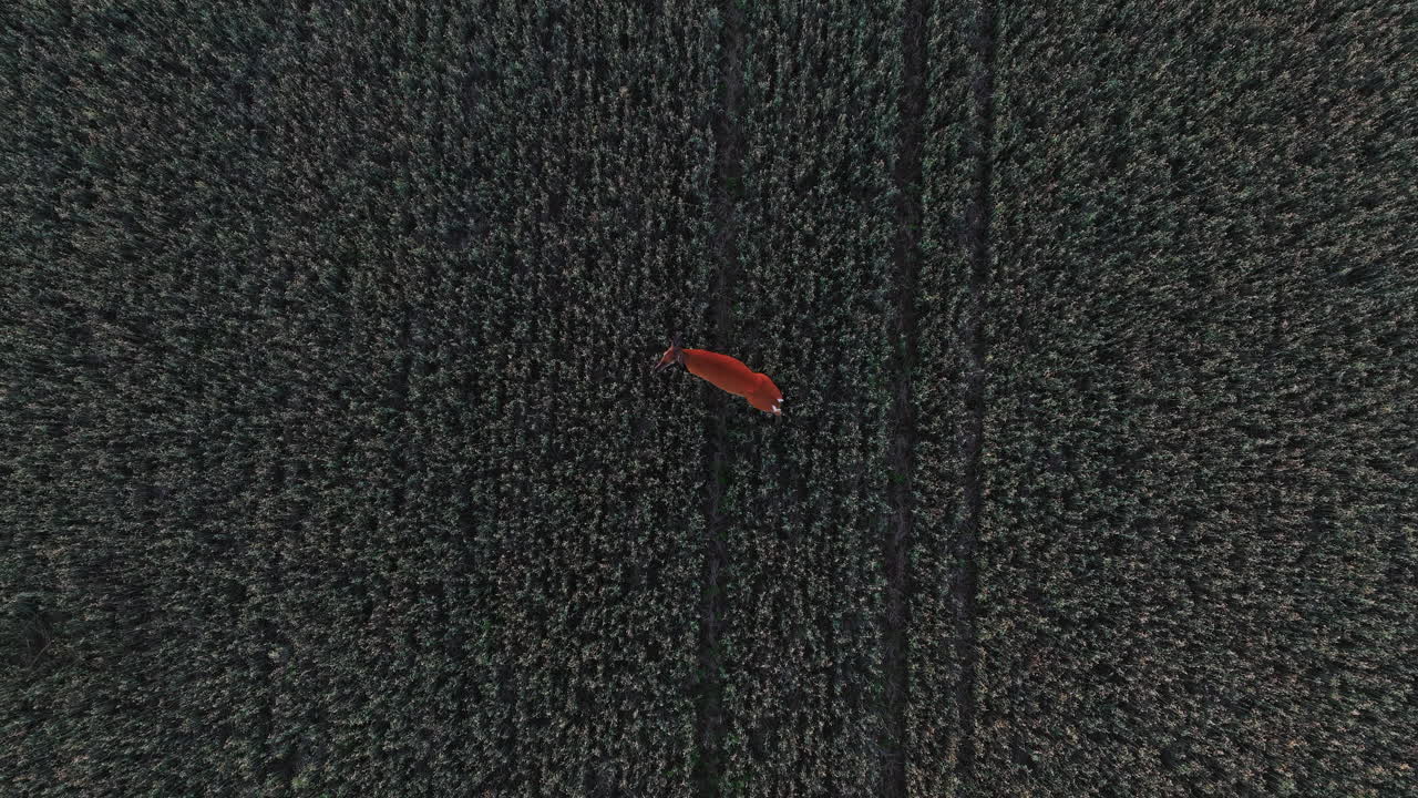 위 에 리 를 흔들고 있는 사 의 부분 에 내려오는 공중 사진 - 머리 위, 드론