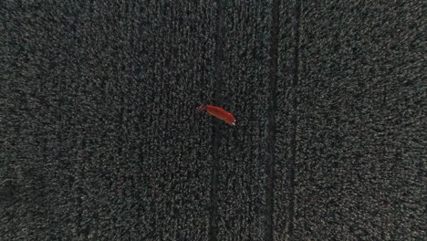aerial view descending on top a deer waiving tail on a field - overhead, drone shot